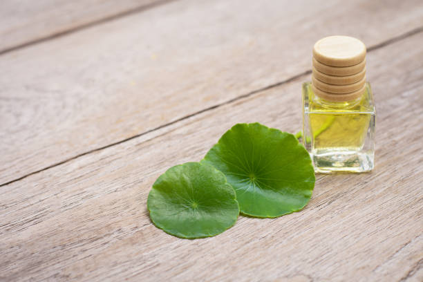 istock Gotu Kola essential oil and Centella asiatica leaves 1306621502