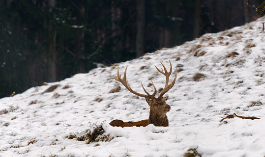 Beautiful doe and fawn (Capreolus capreolus) standing in a meadow.