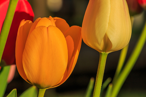 red yellow orange bloom of tulips in sunshine. Flowers in spring with a slightly open bloom. Tulips with a green stem and leaves. Petals in detail. Plant genus in the lily family