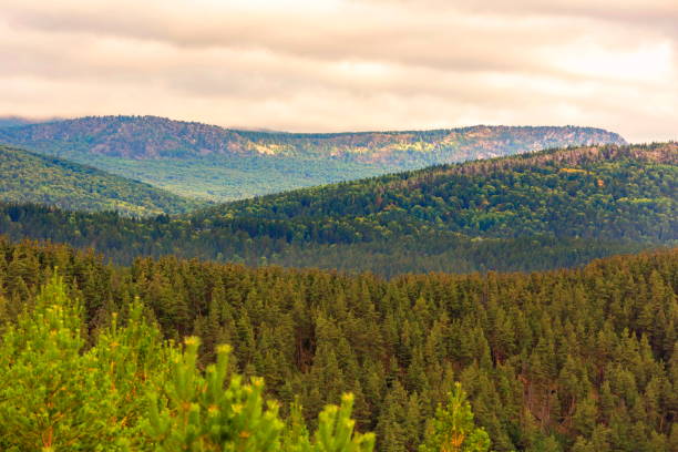 istock Panorama of endless taiga 1306622992