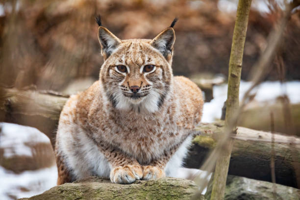 istock Lynx Portrait during the autumn 1306623105