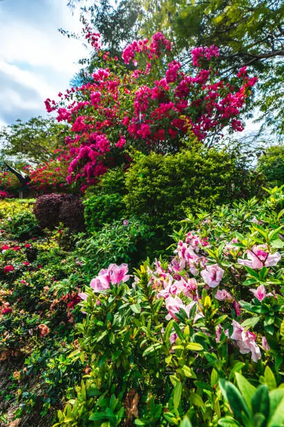 Photo of Pink and purple Azalea Flowers in Hong Kong.Pink and purple Azalea Flowers