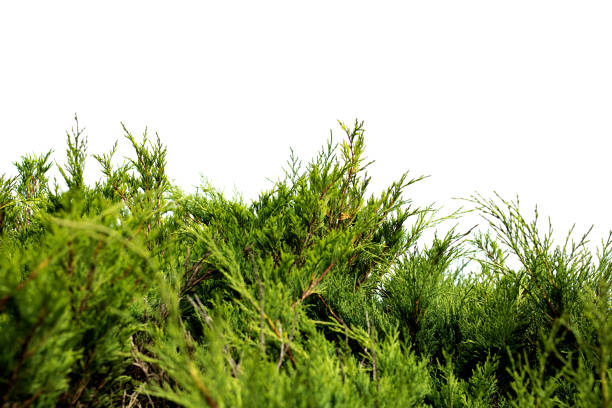 Green branches of juniper isolated on a white background