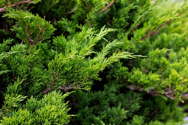 istock Green branches of juniper close up, background 1306625099