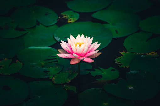 27+ Lotus Pictures | Download Free Images on Unsplash