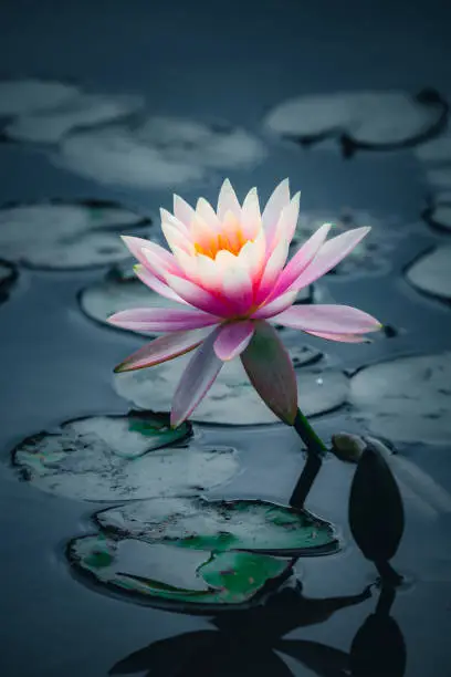 Photo of Lotus flower