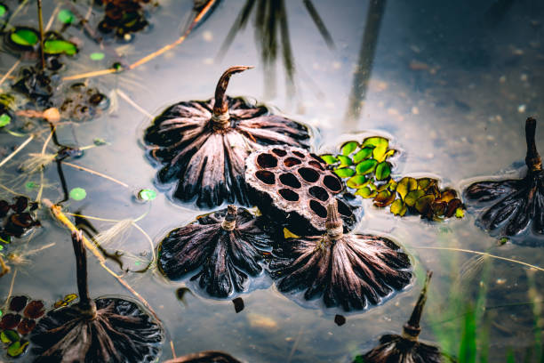 Lotus seeds in the pond