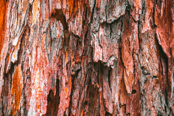 istock Closeup of tree trunk 1306626045