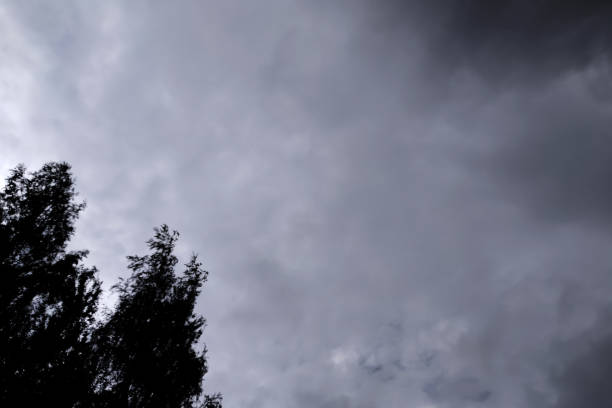 istock Silhouettes of tree branches and dark stormy sky 1306626380