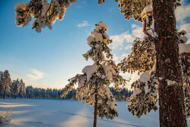 istock Winter landscape with snow-covered trees. Winter forest. 1306628109