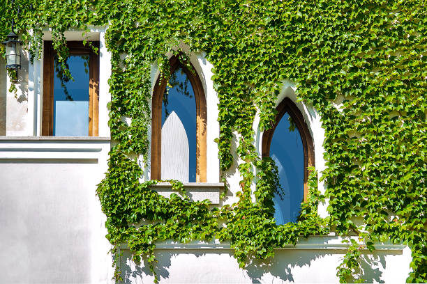 istock Windows and curly green plants. Sunny summer day. Front view. 1306628715