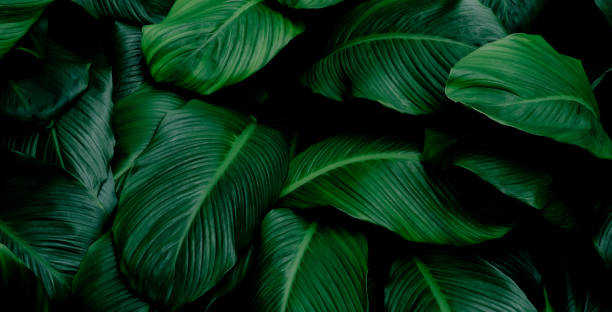 istock tropical leaves, abstract green leaves texture, nature background 1306628927