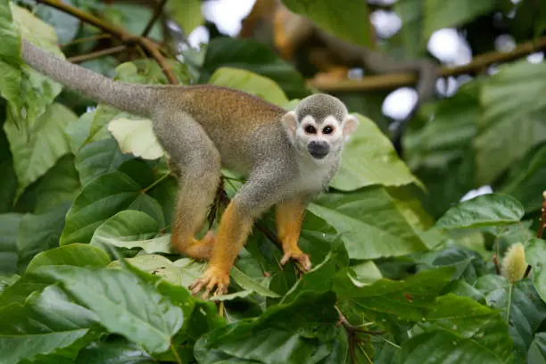 Squirrel Monkey climbing in tree Saimiri sciureus
