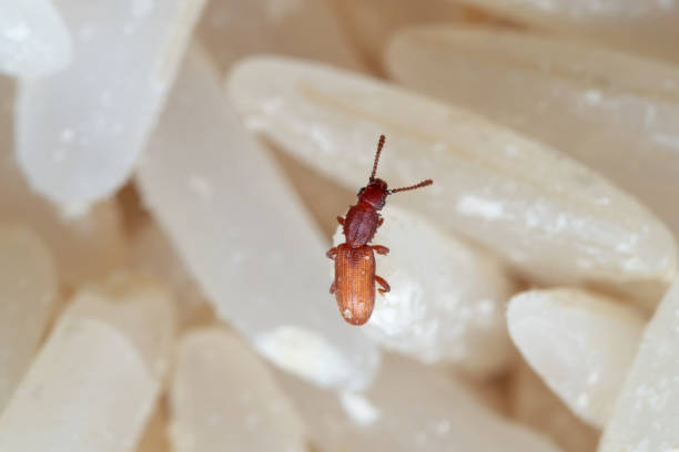 Macro Photo of Sawtoothed Grain Beetle on Raw Rice Macro Photography of Sawtoothed Grain Beetle on Raw Rice rice weevils sitophilus oryzae stock pictures, royalty-free photos & images