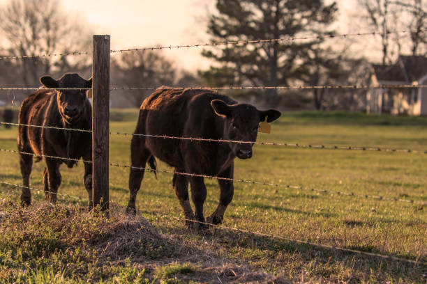 istock Two Angus heifers along a barbed wire fenceline 1306630052