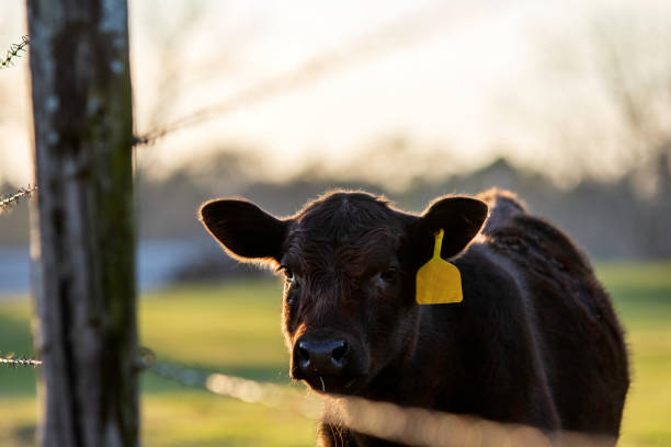 Cute Angus heifer looks through a barbed wire fence Backlit, cute black Angus heifer looks at the camera through a barbed wire fence with negative space above. calf stock pictures, royalty-free photos & images