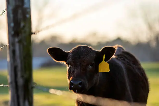 Backlit, cute black Angus heifer looks at the camera through a barbed wire fence with negative space above.