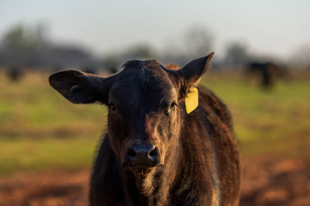 1,600+ Angus Cow Face Stock Photos, Pictures & Royalty-Free Images - iStock