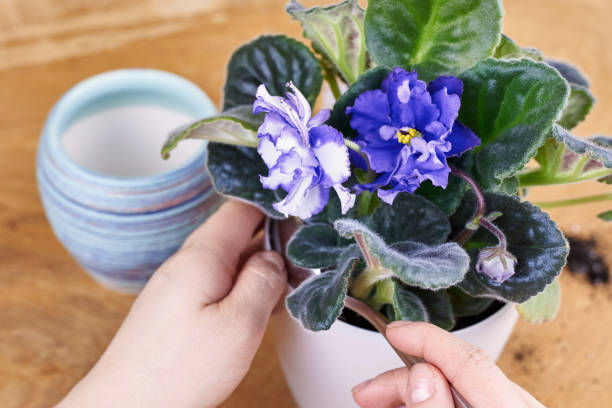istock A woman transplants a blooming violet into a new pot. 1306630204