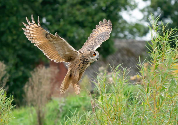 istock A Eurasian Eagle Owl or Eagle Owl. Flies into the forest with spread wings and open mouth. Sees the prey in the grass just before landing. With orange eyes. Seen from the front 1306630221