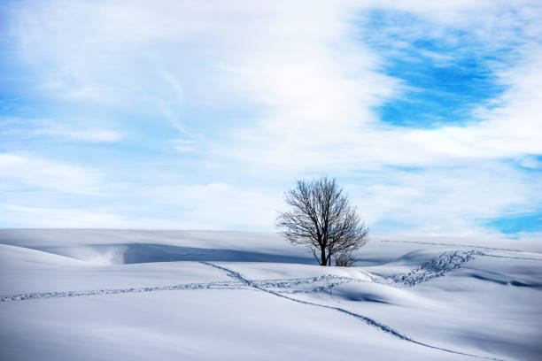 Snowy landscape with a lonely bare tree on blue sky with clouds. Lessinia Plateau (Altopiano della Lessinia), Regional Natural Park, Verona Province, Veneto, Italy, Europe.