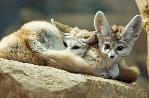 two Fennec Fox Fennecus zerda