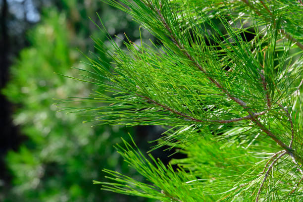 istock Close up of pine needles on coniferous tree branches 1306632352
