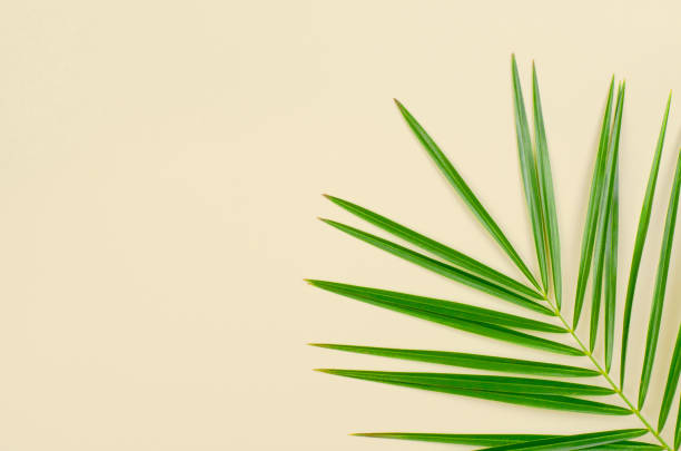 istock Pale yellow background with a green palm branch 1306632835