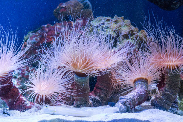 istock Cerianthus sea anemone sheltering mysid shrimps 1306632967