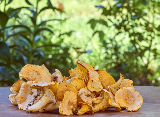 close-up of cantharellus cibarius. - chanterelle golden chanterelle edible mushroom mushroom imagens e fotografias de stock