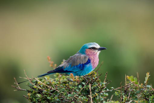 A colorful lilac-breasted roller in Africa.