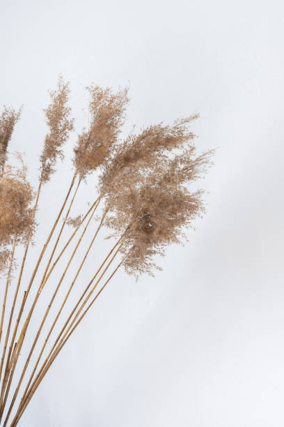 istock Dry Cane Reeds close up 1306633780