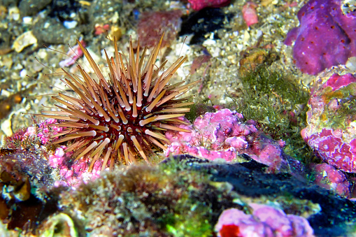 Sea Urchin, Paracentrotus lividus, Cabo Cope-Puntas del Calnegre Natural Park, Mediterranean Sea, Murcia, Spain, Europe