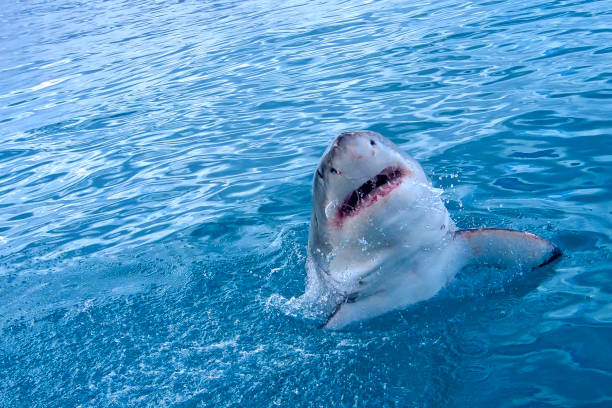 istock Great White Shark, Gansbaai, South Africa 1306634111