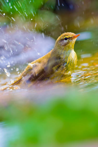istock Willow Warbler, Mediterranean Forest, Spain 1306634145