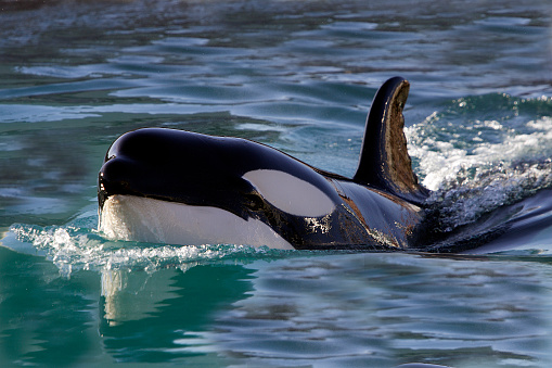 Killer whale iin the Norwegian Fjords Orcinus orca