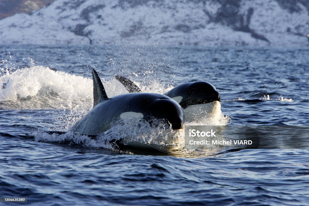 Killer Whale Killer whale iin the Norwegian Fjords Orcinus orca Orca Stock Photo
