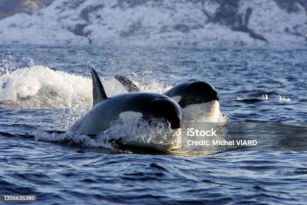 Killer Whale Stock Photo - Download Image Now - Orca, Norway, Whale