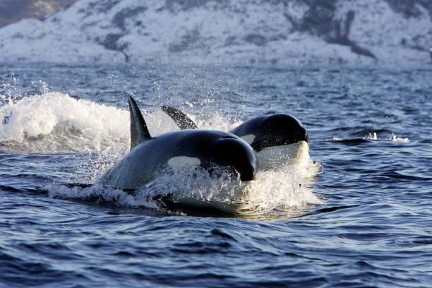 baleia assassina - fjord norway nature color image - fotografias e filmes do acervo