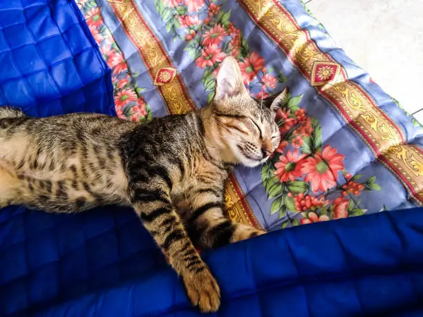 Young Black Striped Cat Sleep Soundly On The Bed Mattress In The House