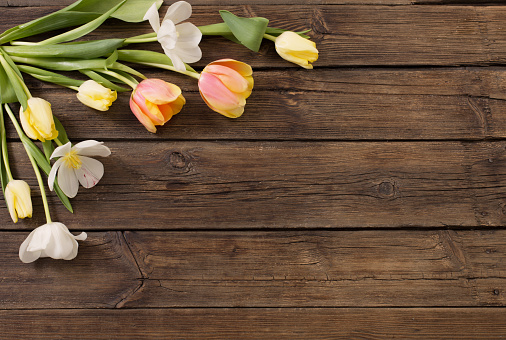 beautiful tulips on old dark wooden background