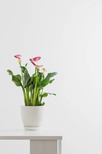 istock pink calla lily in flower pot on white background 1306636922