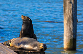 Sea lions at fisherman's wharf in San Francisco