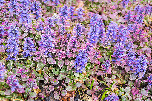 Purple Creeping Carpet Bugleweed Flower Ajuga in the garden