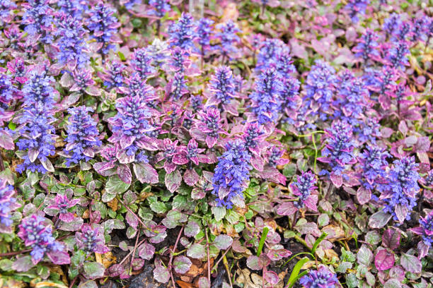 reptans ajuga fechar - ajuga - fotografias e filmes do acervo