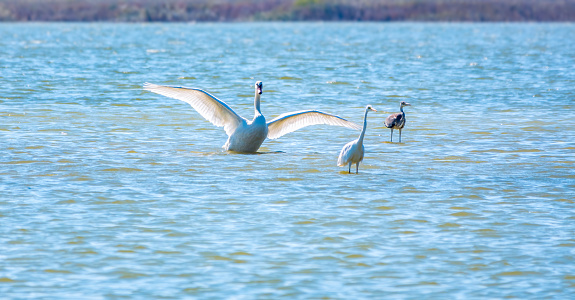 Gannets on Bempton cliffs, Flamborough Head