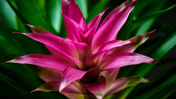 bromelie bromelie bromeliaceae rosa - bromeliad foto e immagini stock