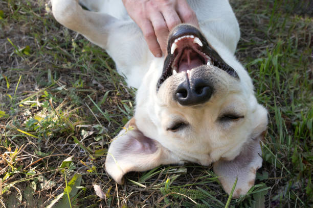 happy dog, eyes closed with joy, lying on his back, which is scratched and stroked by owner stock photo