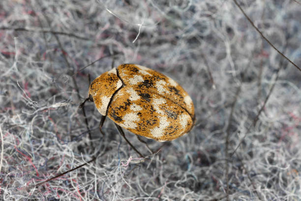 abwechslungsreicher teppichkäfer anthrenus verbasci haus- und lagerschädling. die larve dieses käfers ist ein schädling von kleidung aus natürlichen tierischen rohstoffen - leder, wolle, haare. insekt auf stoff. - beetle stock-fotos und bilder