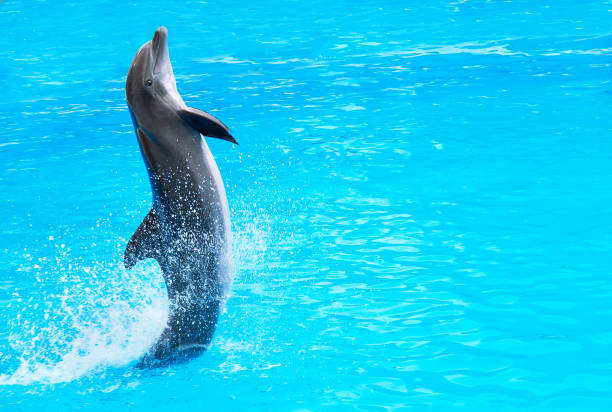 istock Dolphin is in the water. 1306639670